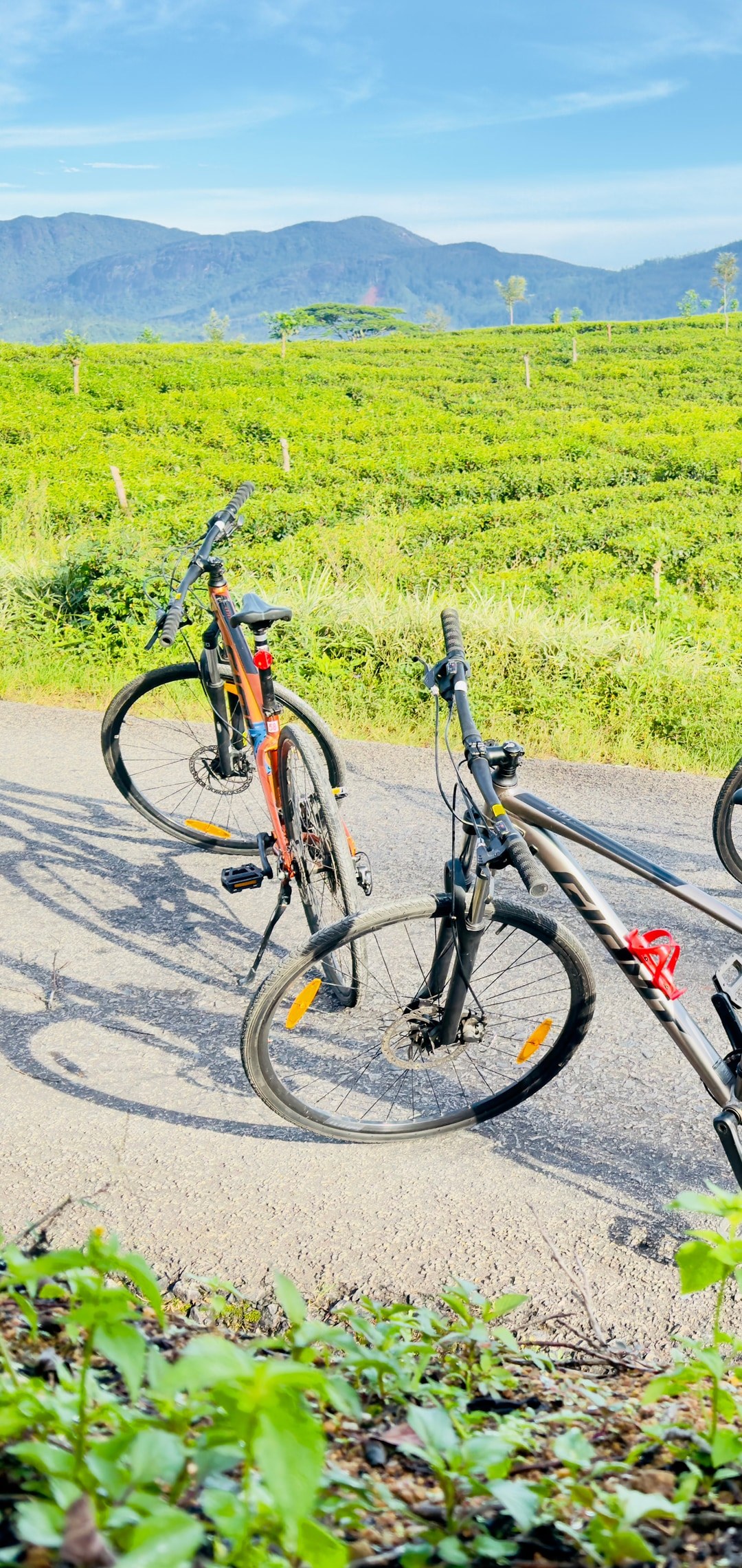 Mountain bikes on a scenic tea plantation road in Sri Lanka